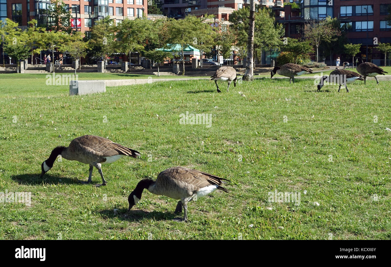 Wire goose hi res stock photography and images Page 3 Alamy