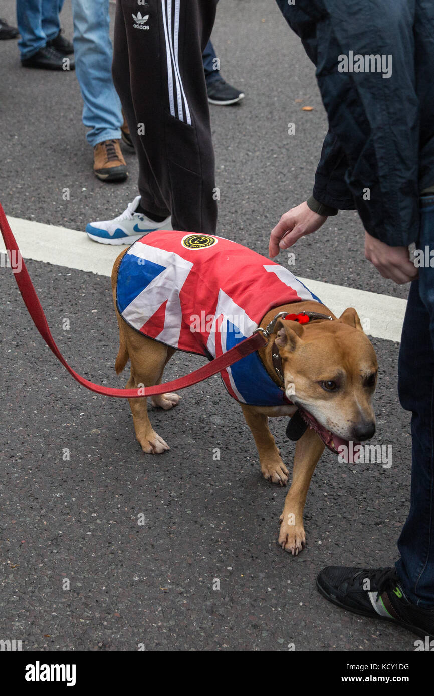 union jack dog coat