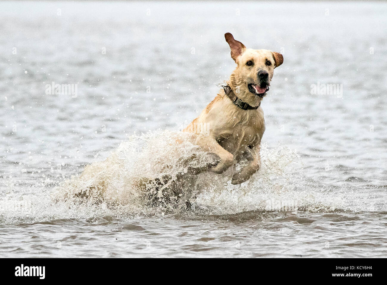 a dog dogs golden labrador swimming splash splashing sea water wet