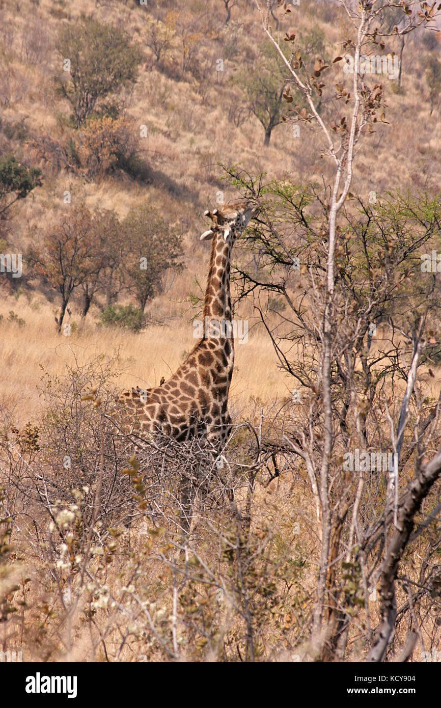 Giraffe reaching hi-res stock photography and images - Alamy