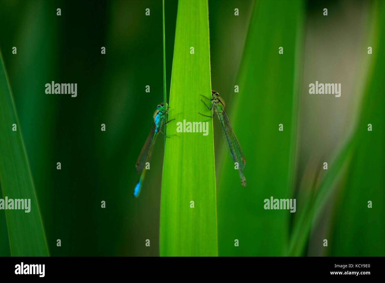 Dragonflies on the green leaf. Dragonfly on the leaf Stock Photo - Alamy