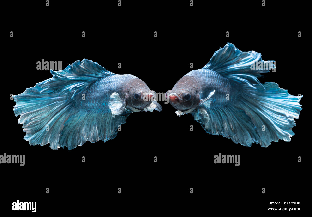Betta splendens,Emotion of  beautiful blue fighting fish isolated on black background, fish fresh water in Thailand Stock Photo