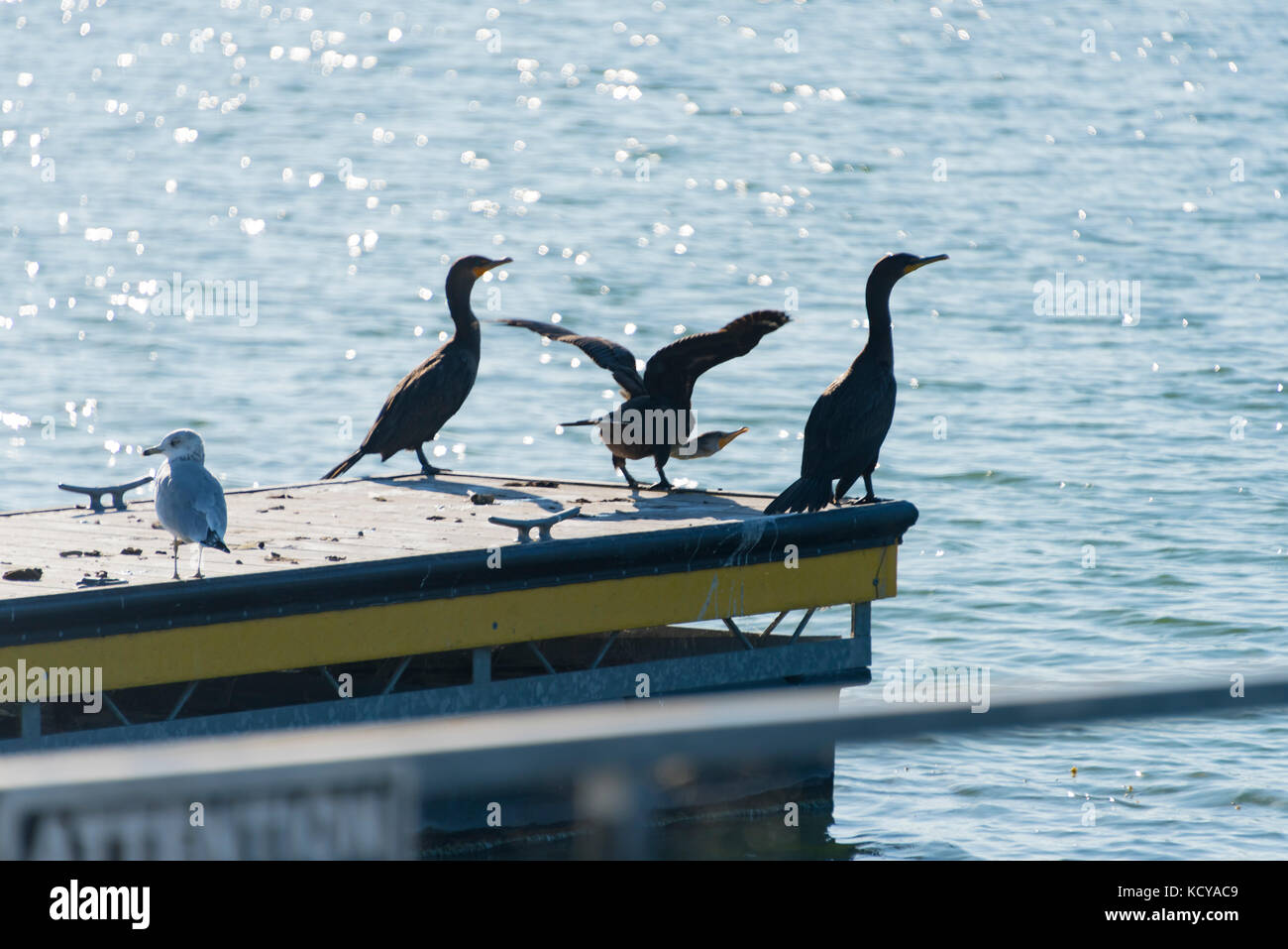 cormorants on boat dock Stock Photo Alamy