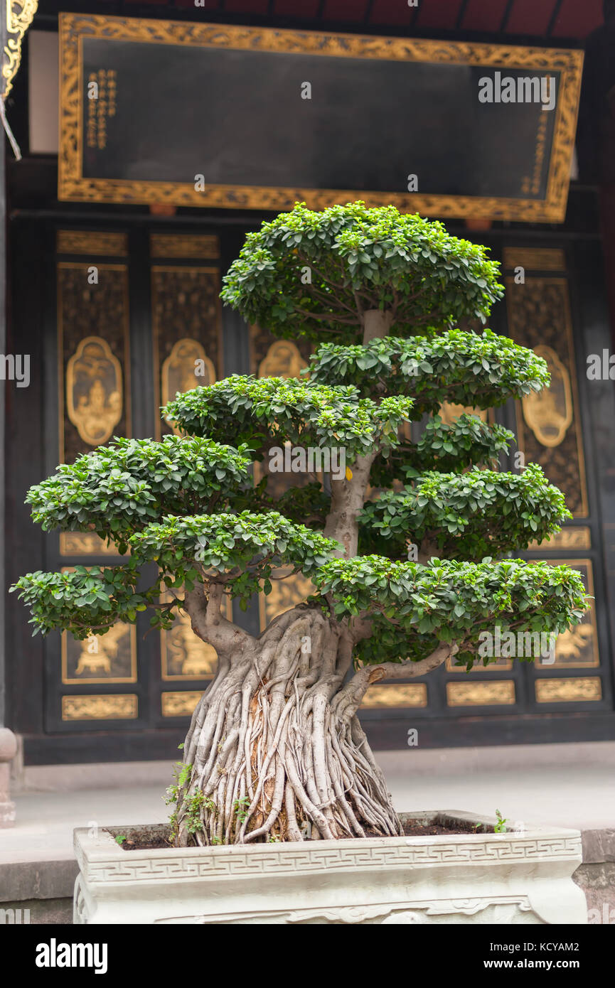 Bonsai tree in a temple Stock Photo