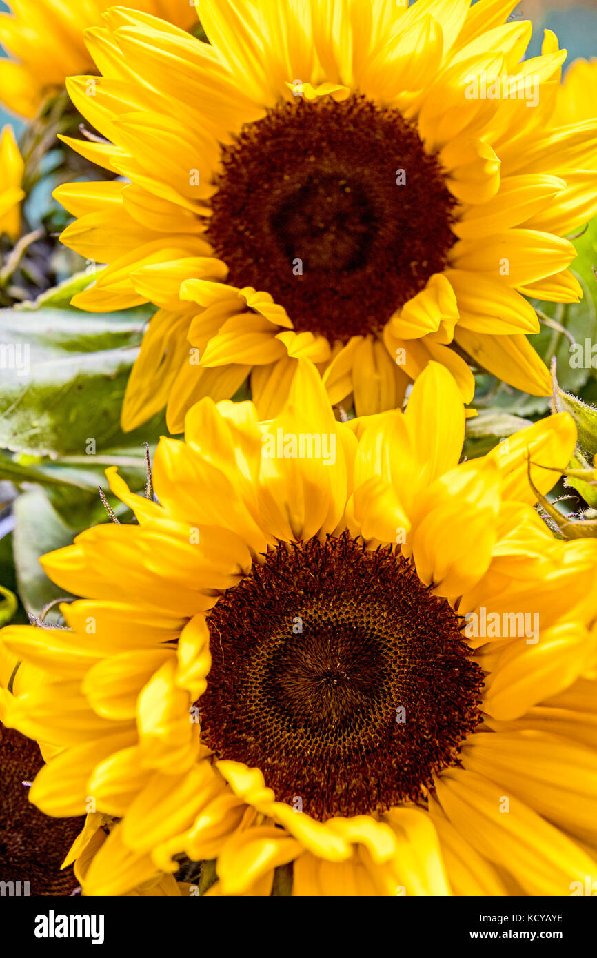 Sonnenblumen hi-res stock photography and images - Alamy