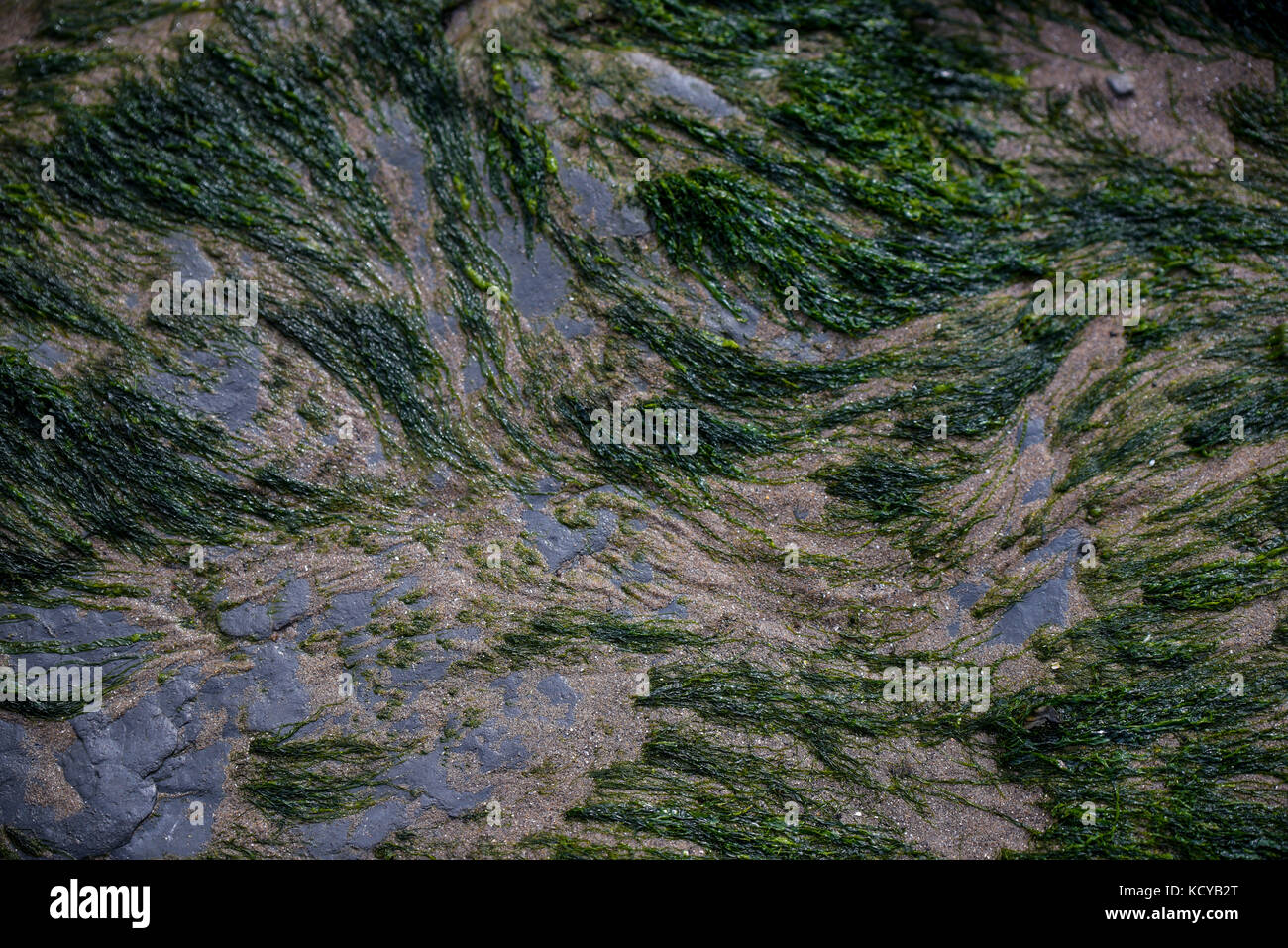 Seaweed on stone, UK Stock Photo Alamy
