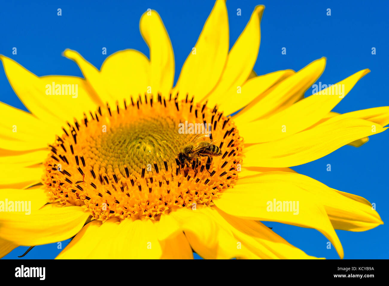 A yellow sunflower (Helianthus annuus) with a honeybee (Apis mellifera carnica) against blue sky Stock Photo