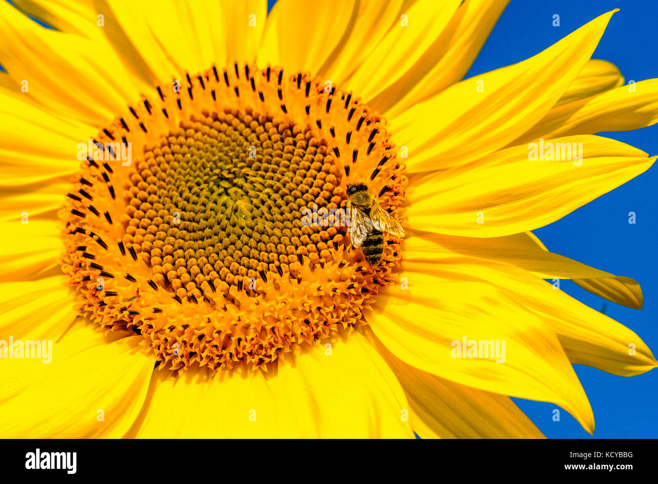 A yellow sunflower (Helianthus annuus) with a honeybee (Apis mellifera carnica) against blue sky Stock Photo