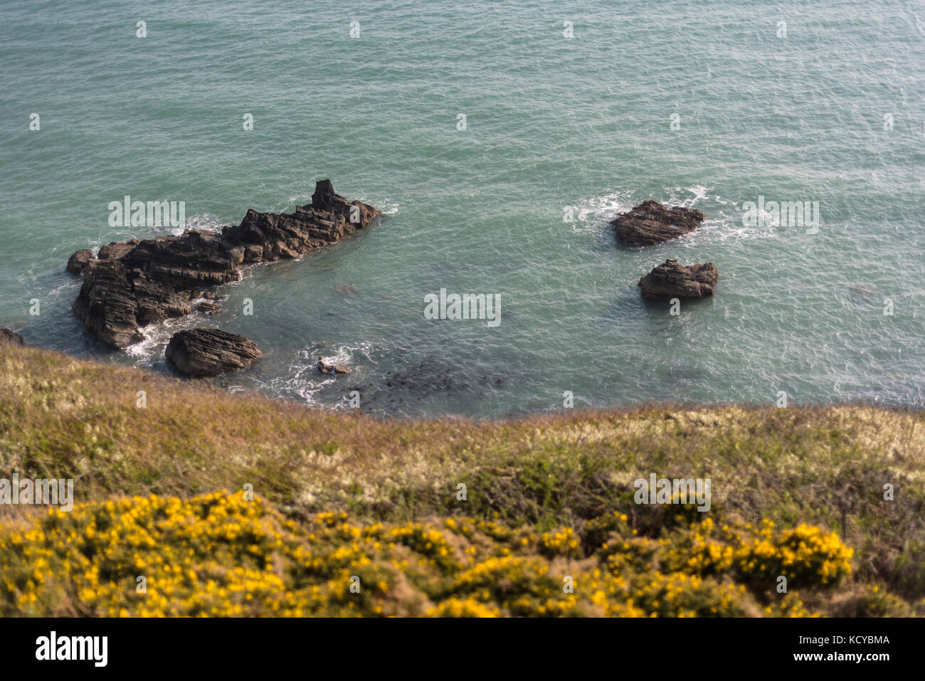 Flowers On Pembrokeshire Cliff High Resolution Stock Photography and Images Alamy