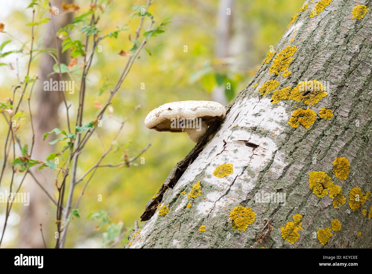 Fungus on a broken tree, forest, nature Stock Photo