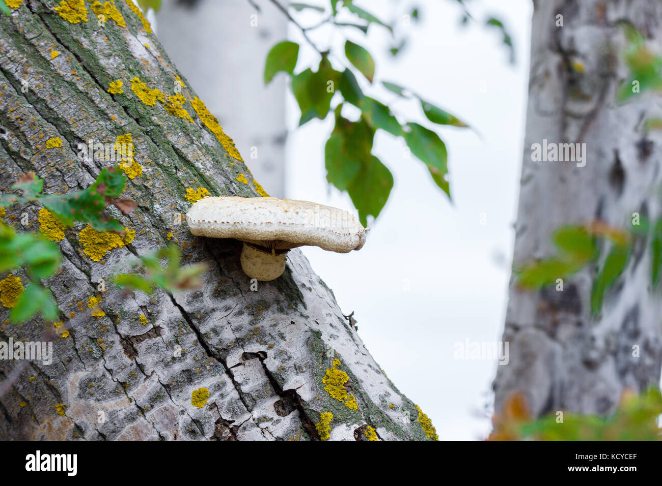 Fungus on a broken tree, forest, nature Stock Photo