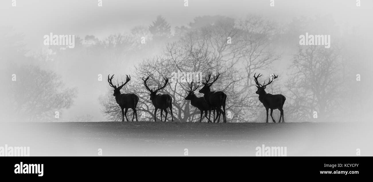 Red deer in rut in Cheshire, England, UK Stock Photo