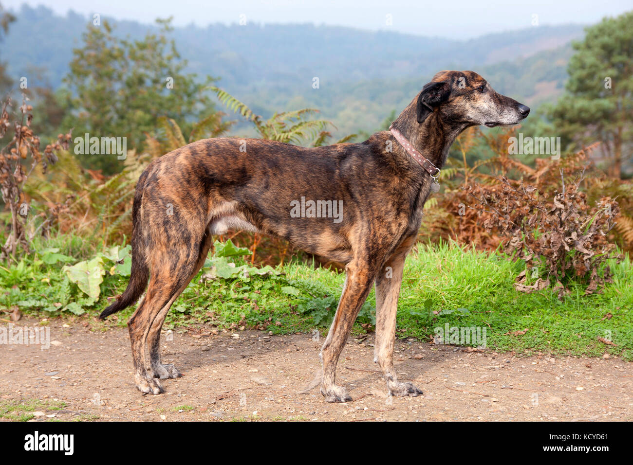 Saluki brindle 2025