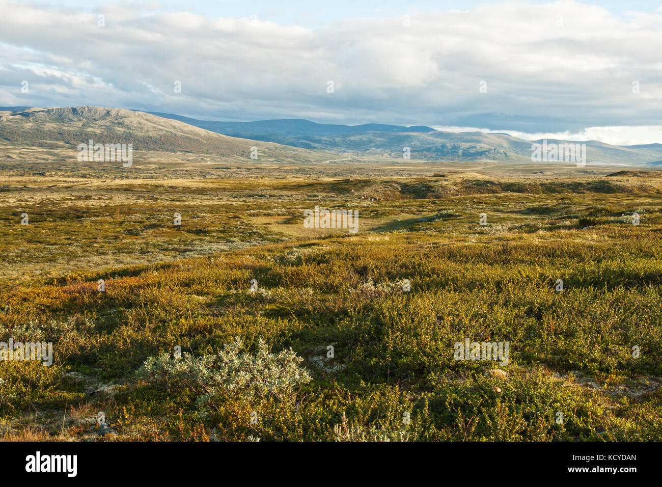 Tundra summer hi-res stock photography and images - Alamy