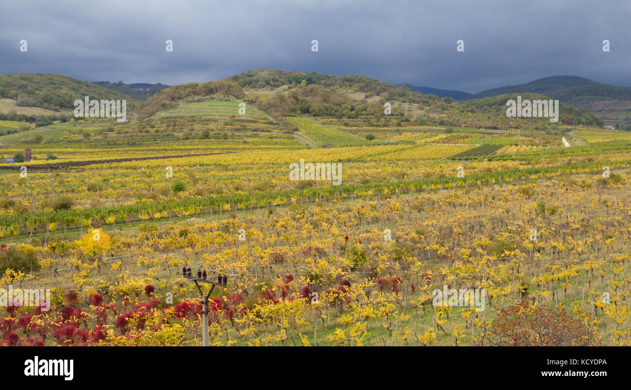 autumn vineyard colorful landscape Stock Photo