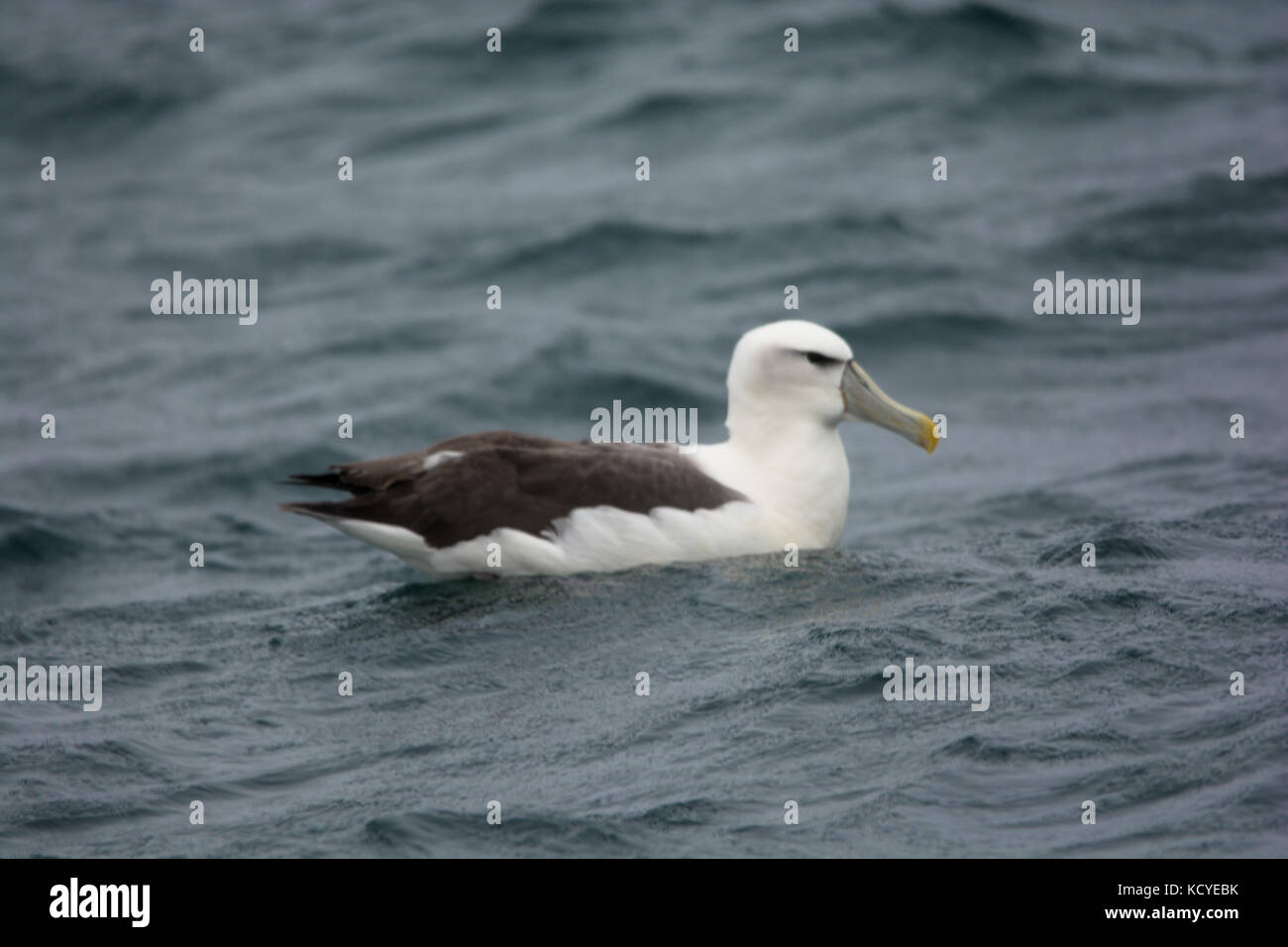 single albatross floating along in the rain with a relaxed look Stock ...