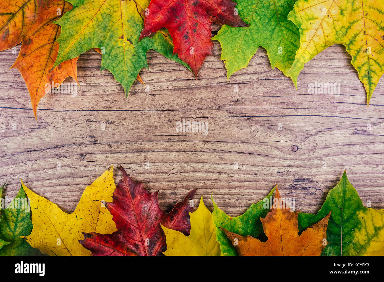 Autumn background with colorful fall maple leaves on rustic wooden ...