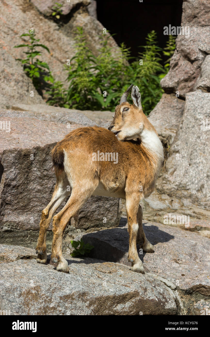 The kid of the East Caucasian tour is playing at the rocks under the supervision of the mother Stock Photo