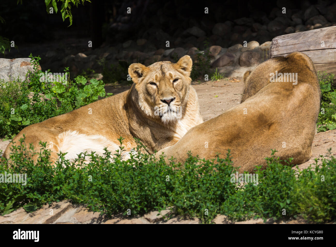 pride rests before the hunt, young male Asian lion and female Stock Photo