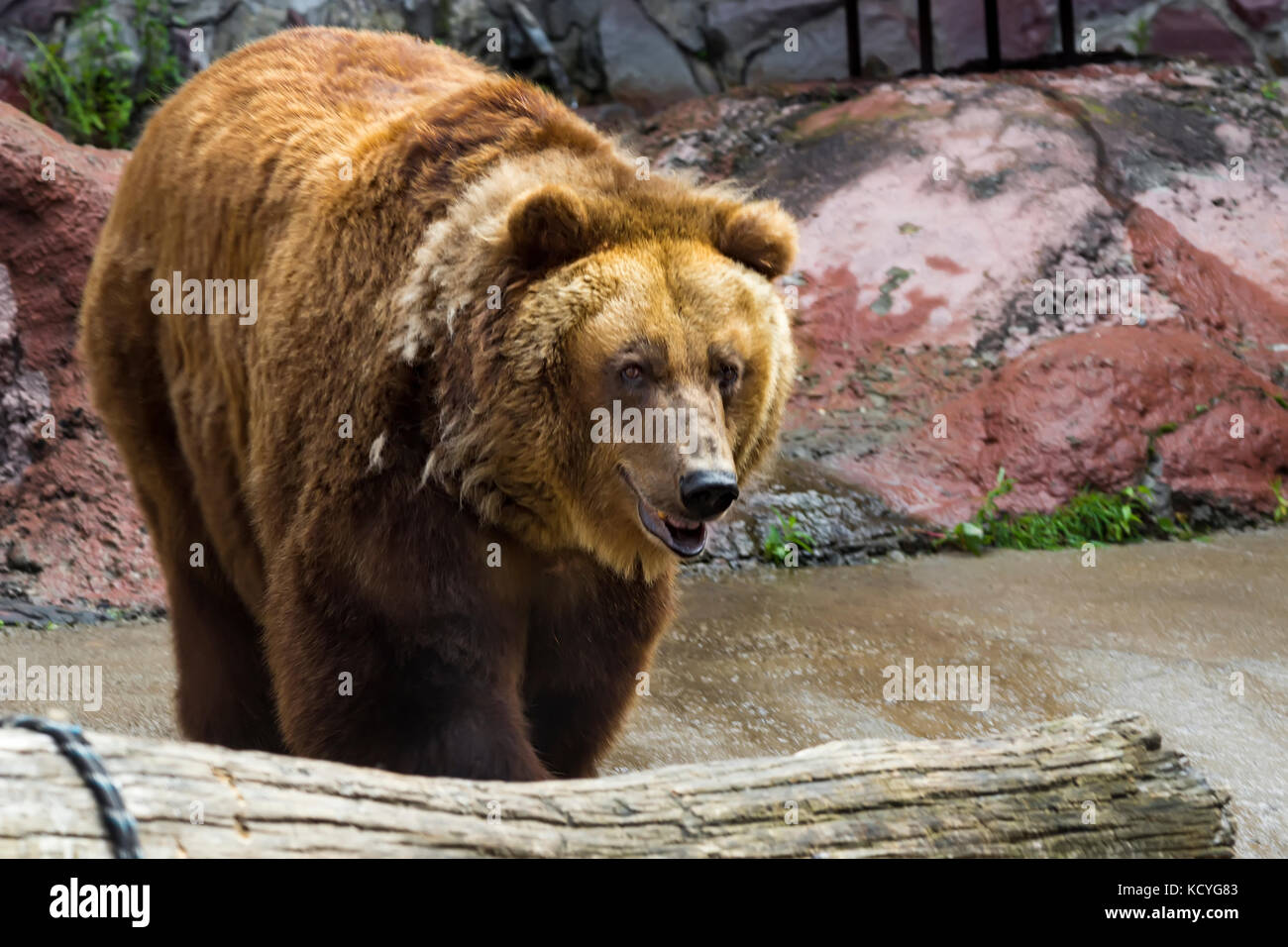 The brown bear came out of the cave enclosure in the zoo Stock Photo
