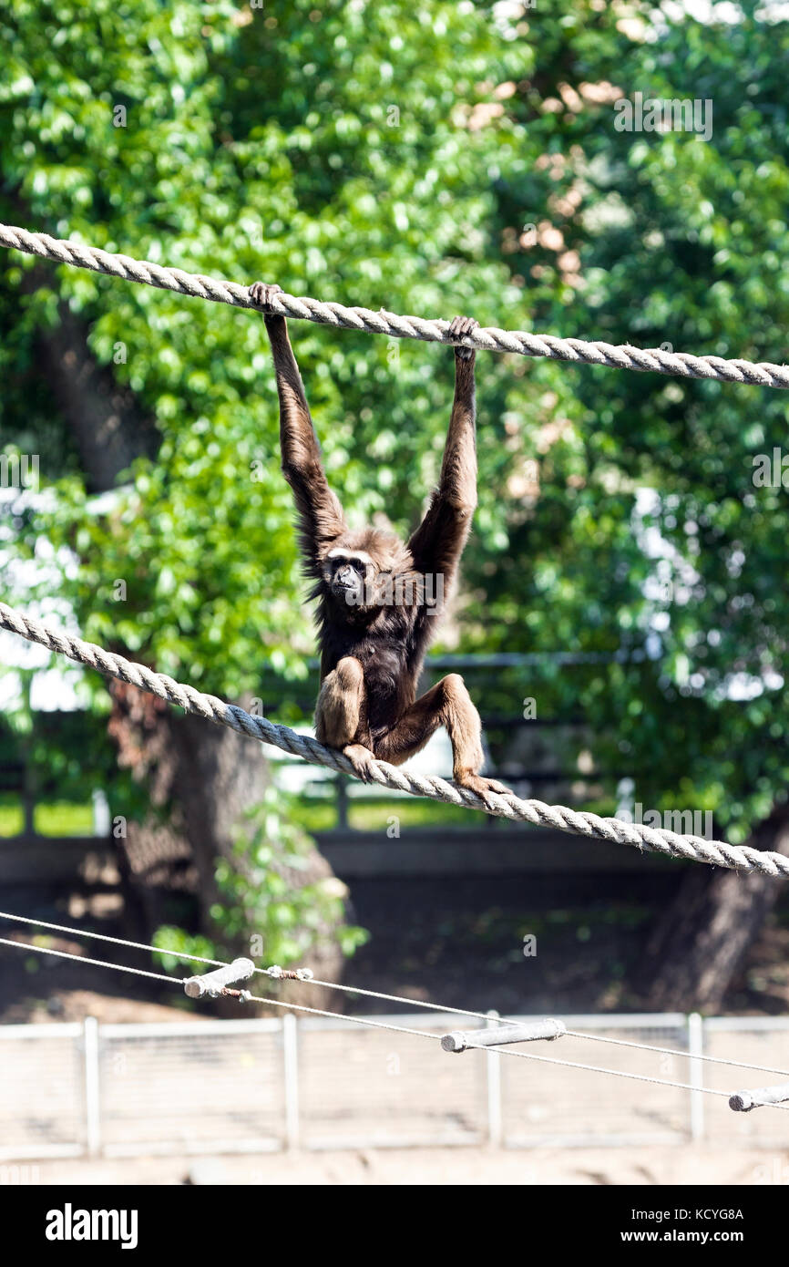 Agile gibbon in the national park on the island of Borneo, shot from a great distance Sungai Balanga, Kuching, Sarawak ,Malaysia. Stock Photo