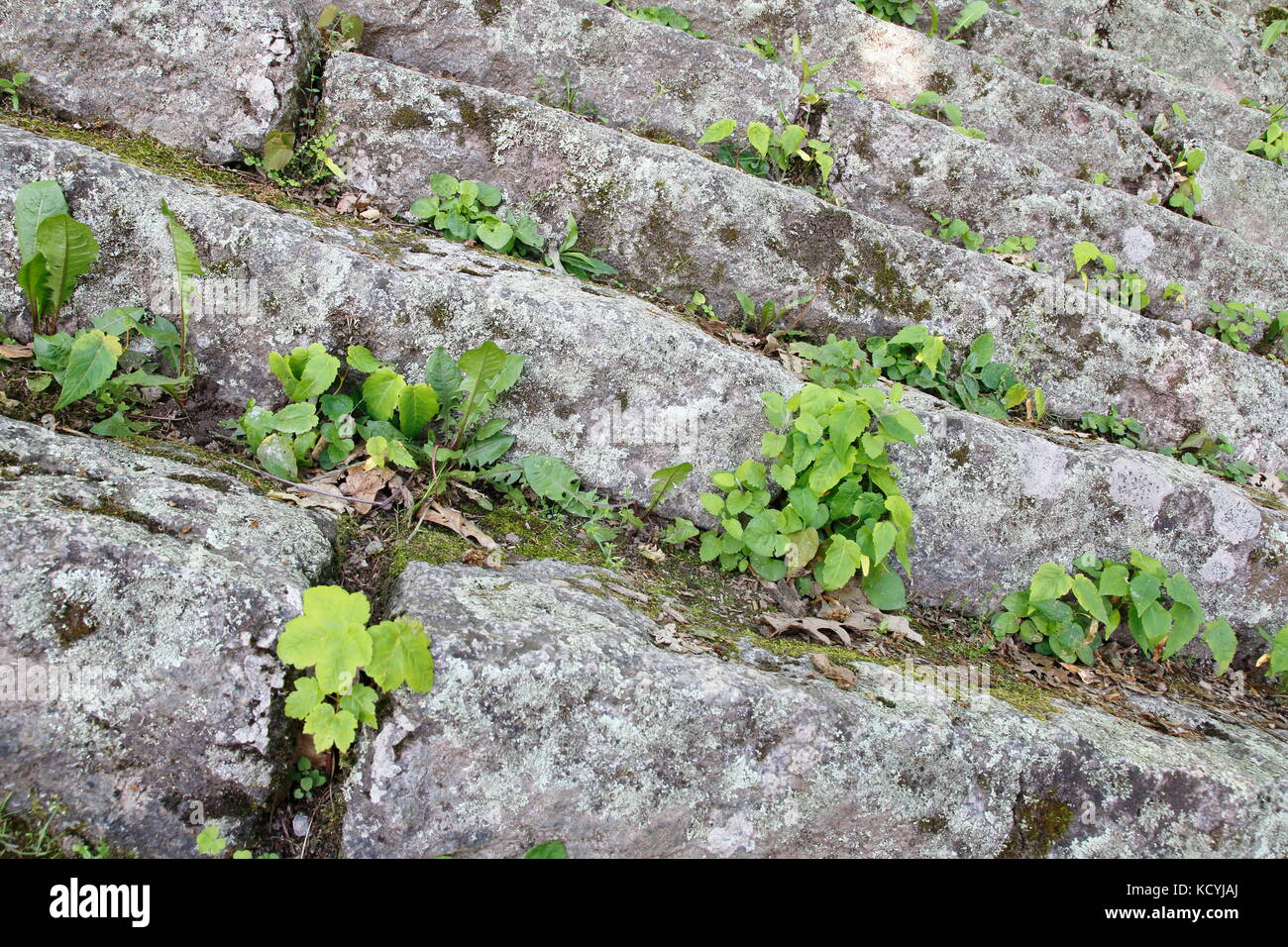 Löwenzahn, Pusteblume wächst aus einer Mauer heraus Stock Photo