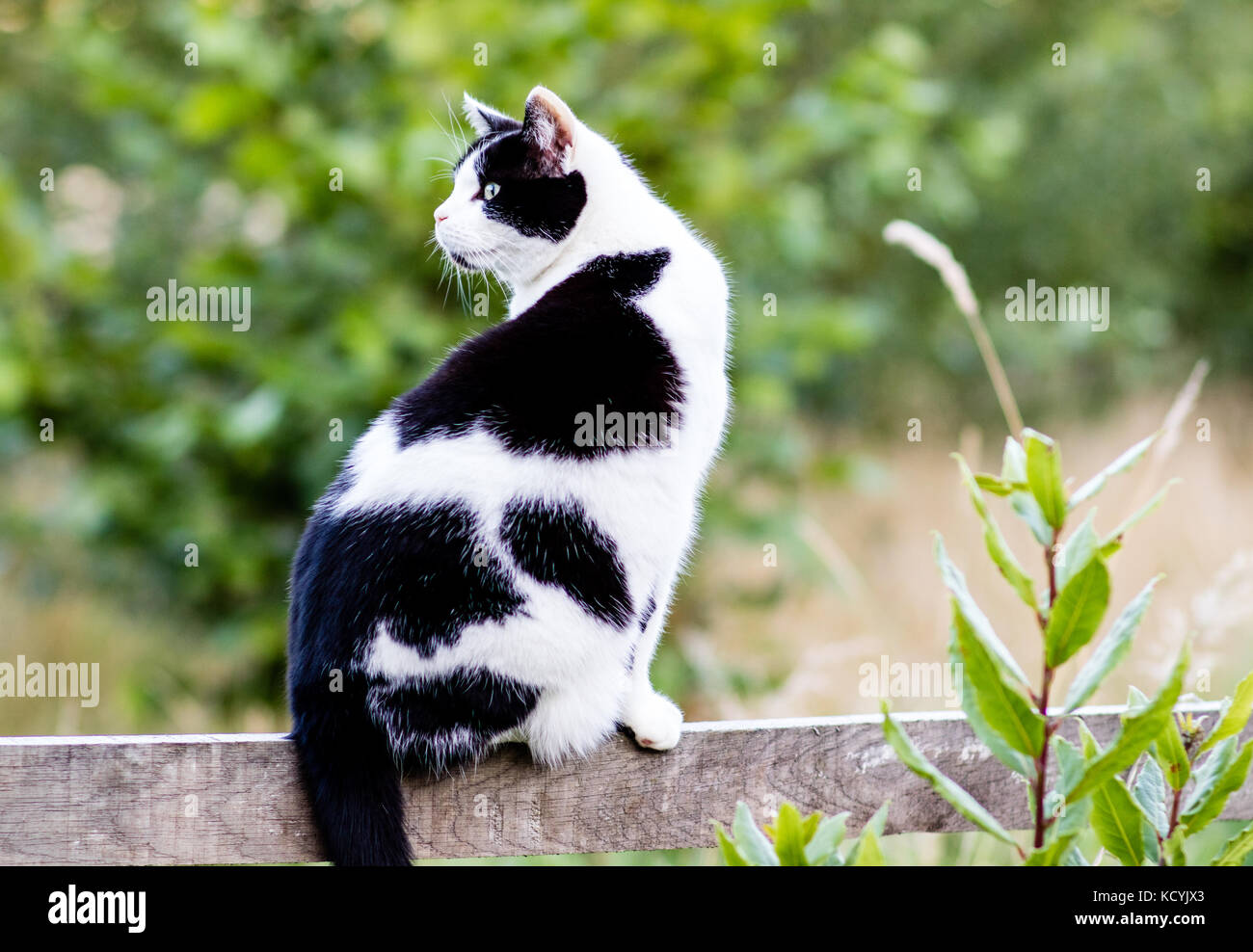 A black and white cat perched on a wooden fence Stock Photo - Alamy