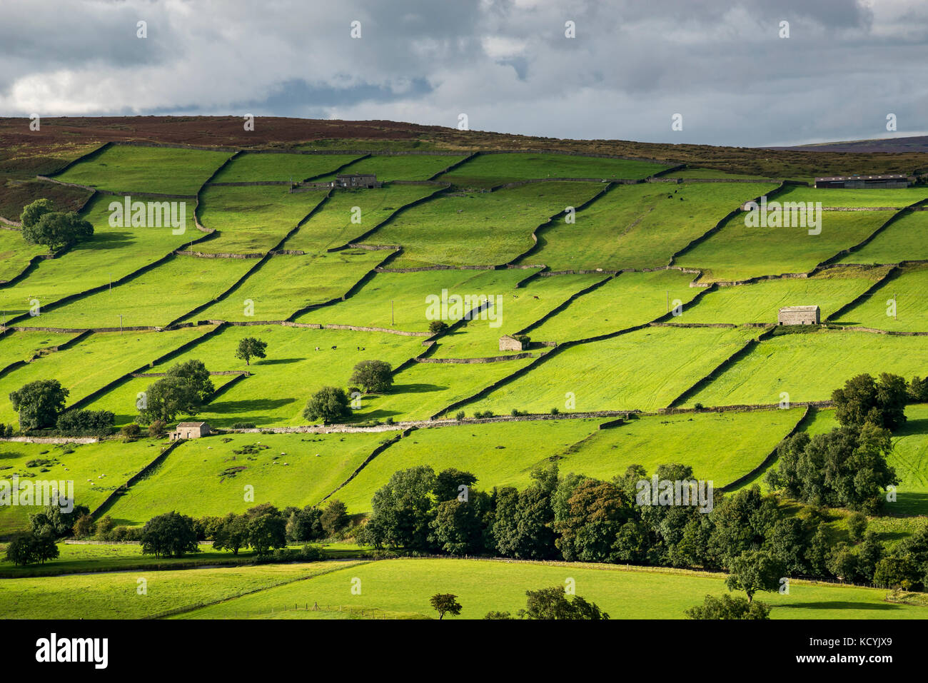 Pattern of vivid green fields near Reeth in Swaledale, Yorkshire Dales national park, England. Stock Photo