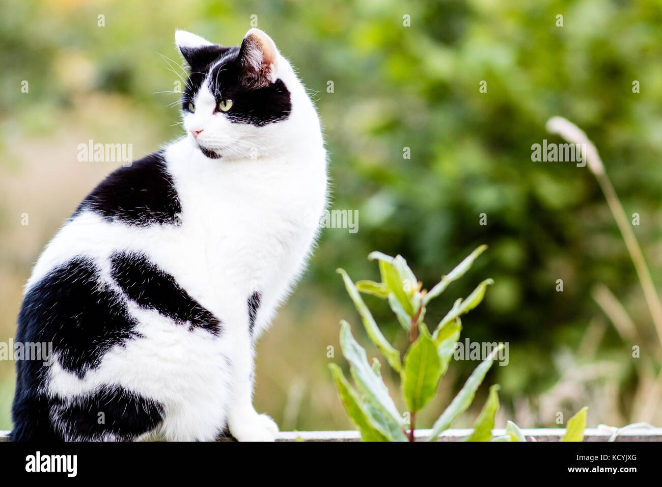A black and white cat perched on a wooden fence Stock Photo - Alamy