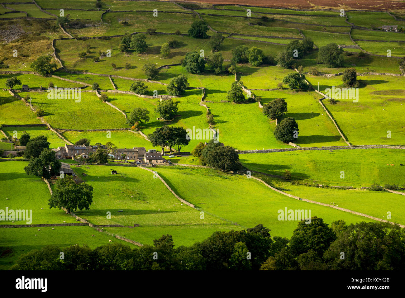 Green fields and drystone walls on a hillside in Swaledale, North Yorkshire, England. Stock Photo