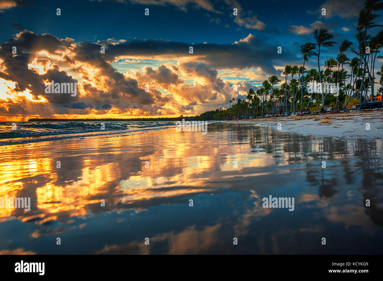 Palm tree on the tropical beach, sunrise shot Stock Photo - Alamy