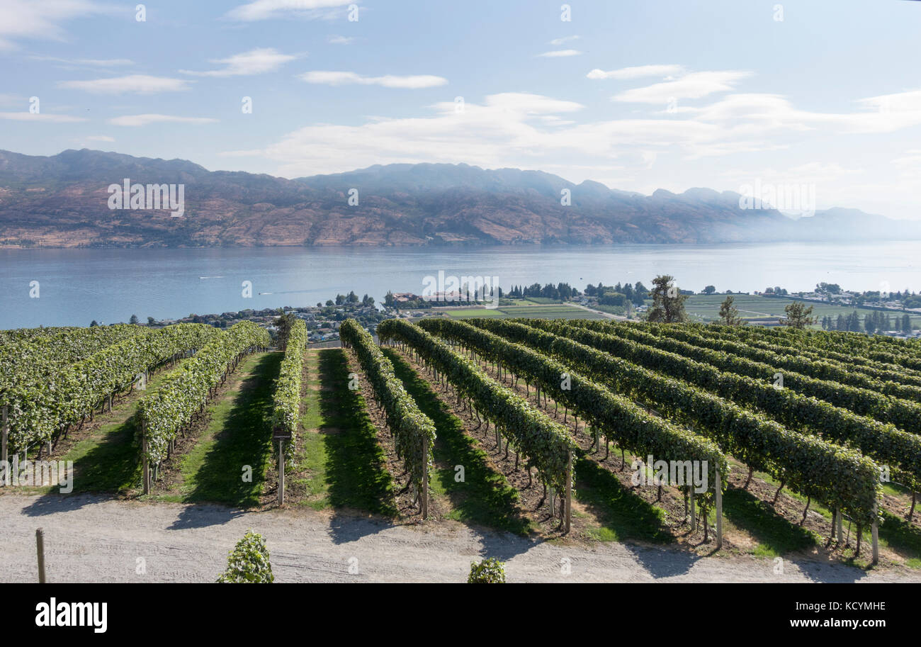 Rows of grapevines at the Mission Hill Estate winery in Kelowna British Columbia. Stock Photo