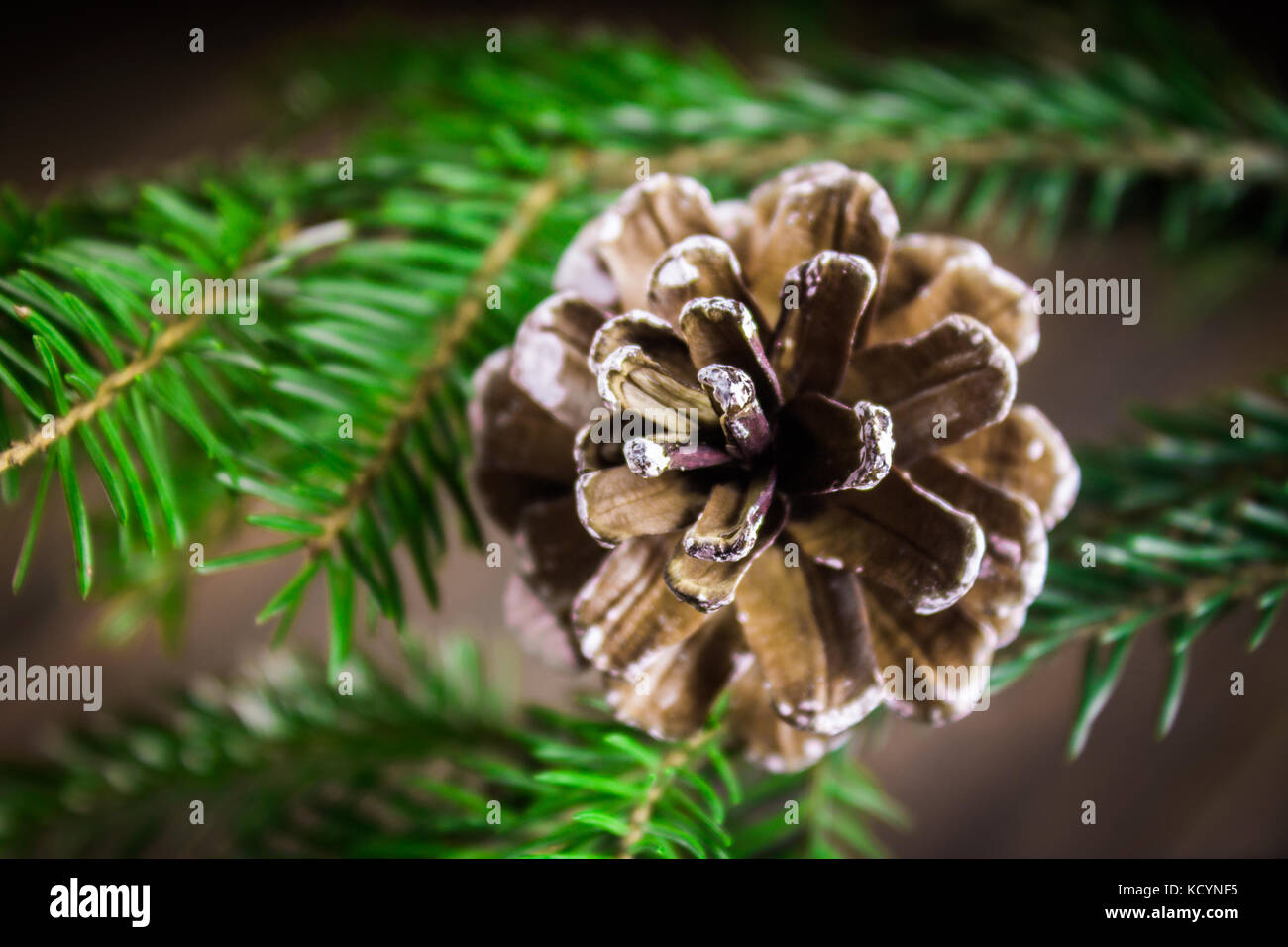 bump on the Christmas tree branch Stock Photo - Alamy