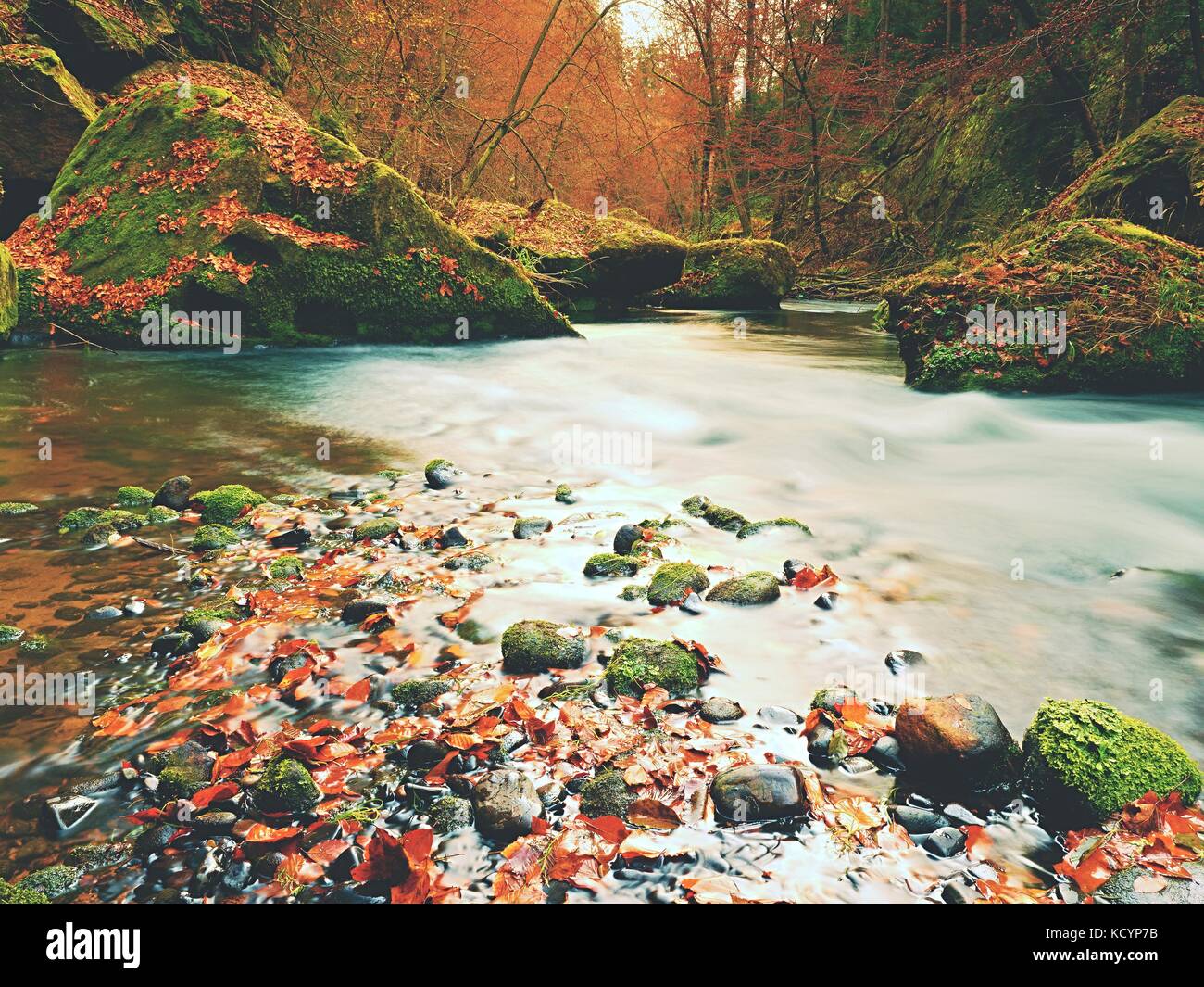 Stony bank of autumn mountain river covered by orange beech leaves. Fresh colorful leaves on branches above water make reflection Stock Photo