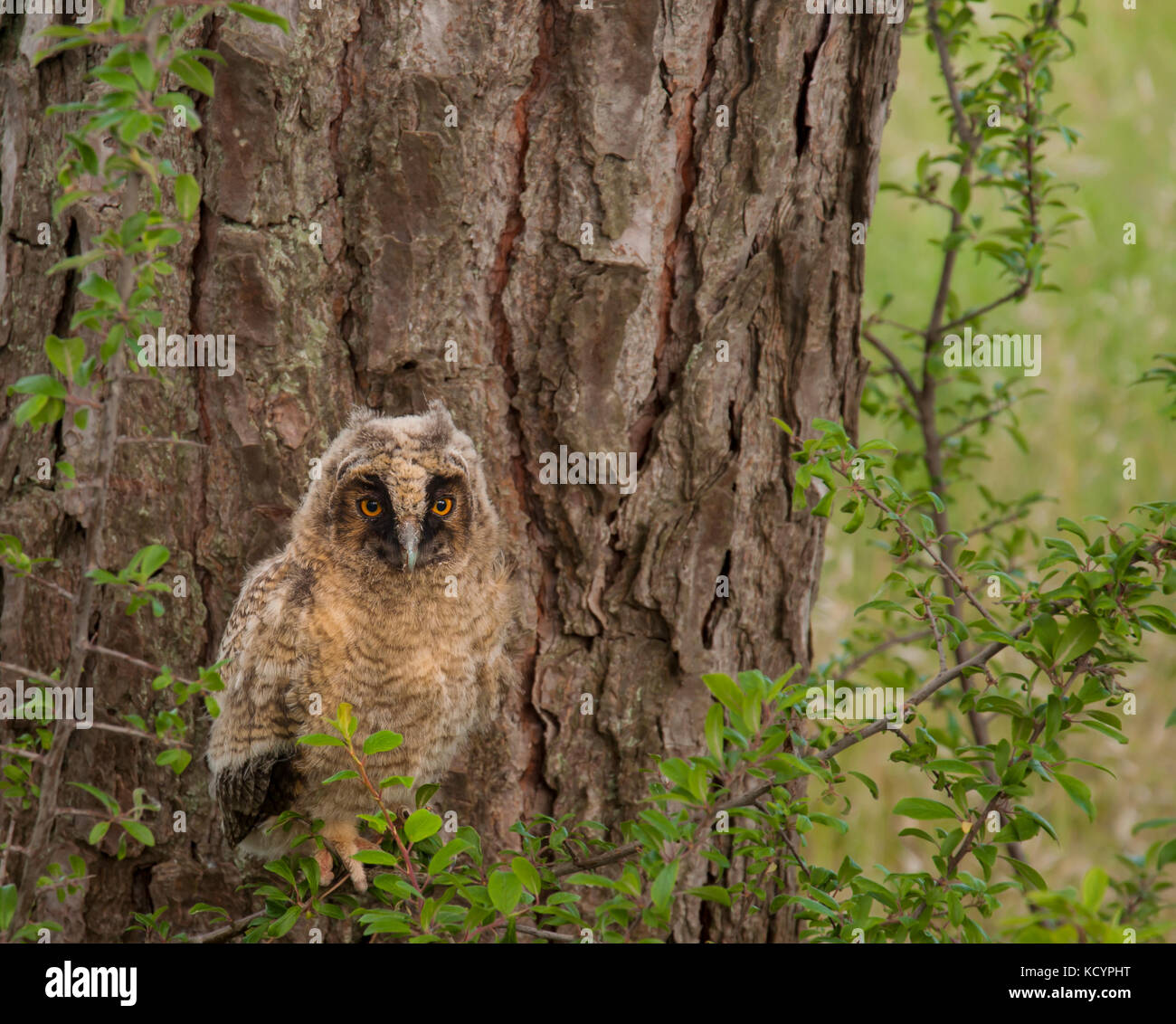 Little owl Stock Photo