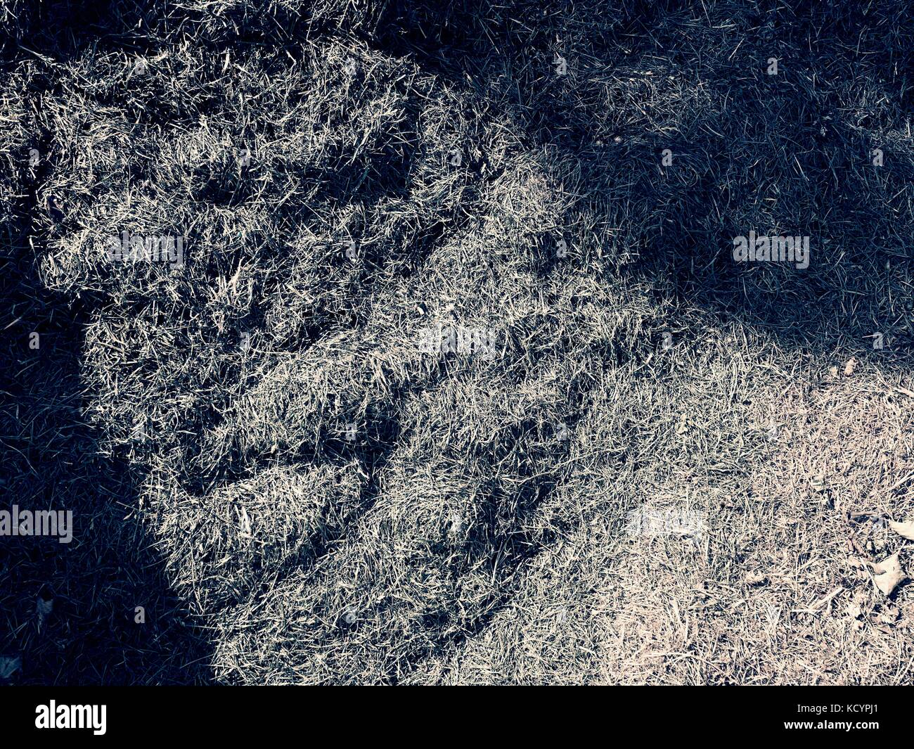 Decay harvested grass in big green smell mound in corner of garden