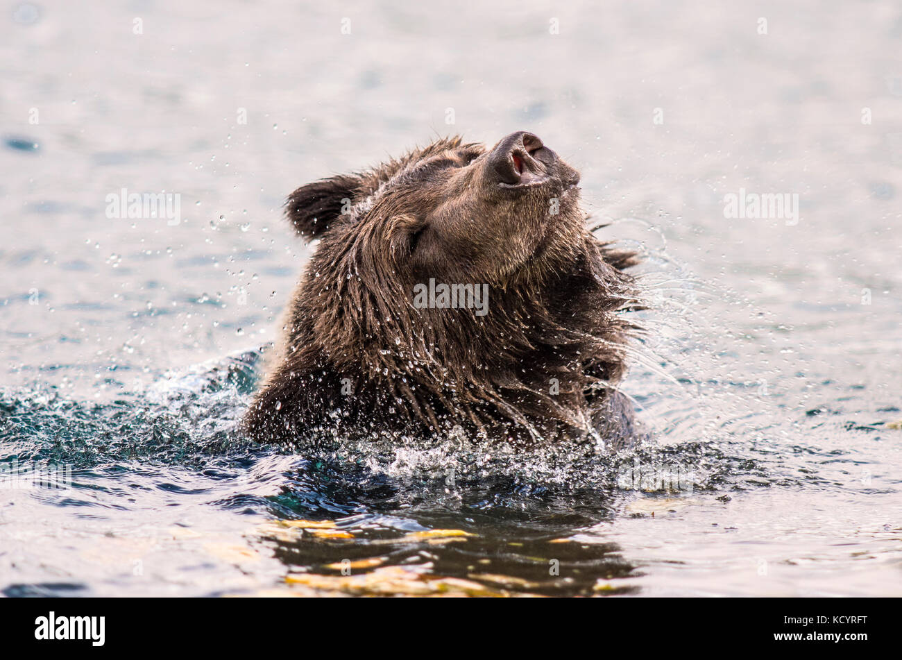 Grizzly Bear (Ursus arctos horribilis), Adult, Fall, Autumn, in water of salmon stream giving a head shake, Central British Columbia, Canada Stock Photo