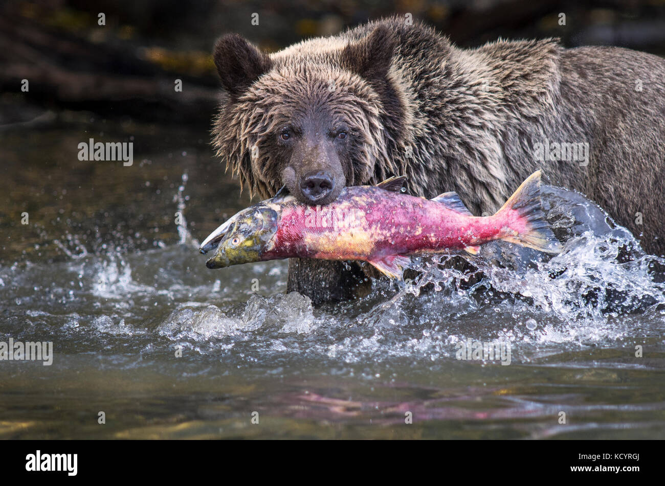 Grizzly Bear (Ursus arctos horribilis), secind year cub in water of salmon stream feeding on Sockeye Salmon (oncorhynchus nerka), Fall, Autumn, Central British Columbia, Canada Stock Photo