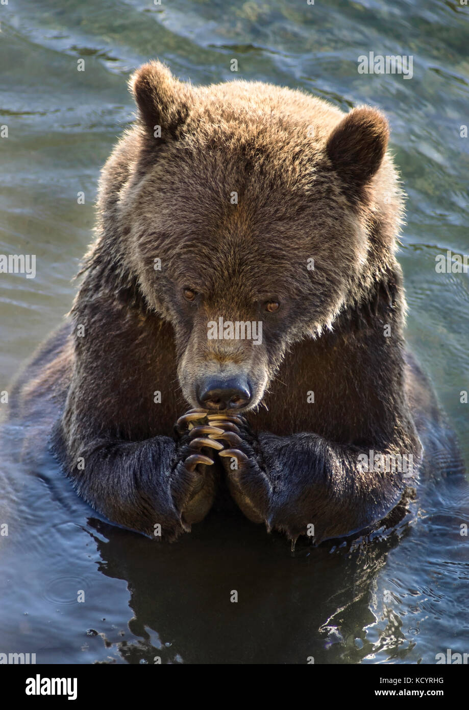 Grizzly Bear (Ursus arctos horribilis), Adult, Fall, Autumn, in water of salmon stream, comical paw position, Central British Columbia, Canada Stock Photo
