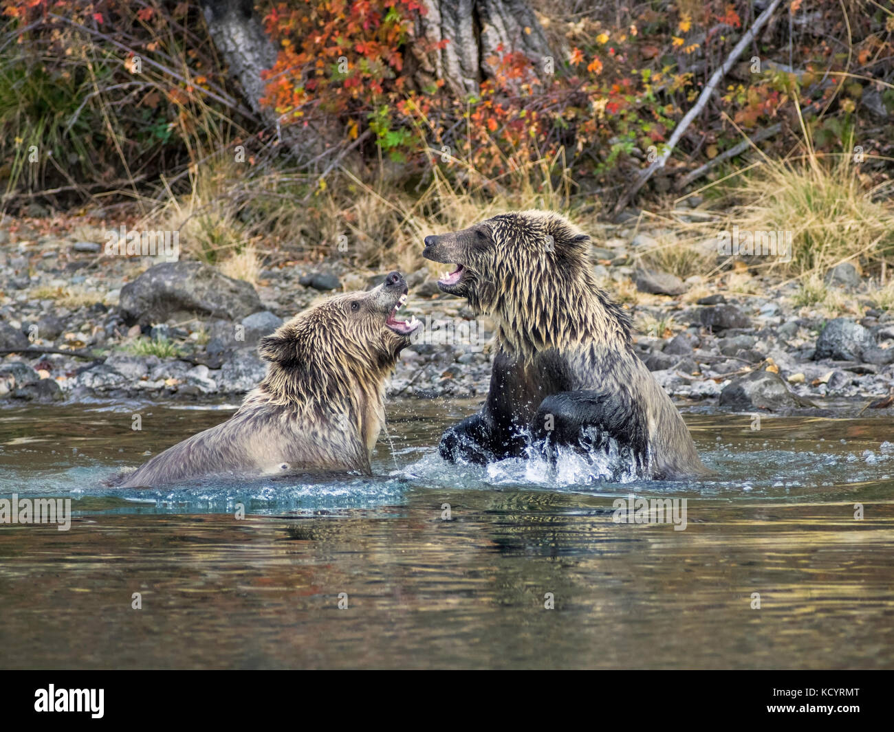 Grizzly Bears (Ursus arctos horribilis), sparing in a salmon stream Central British Columbia, Canada Stock Photo