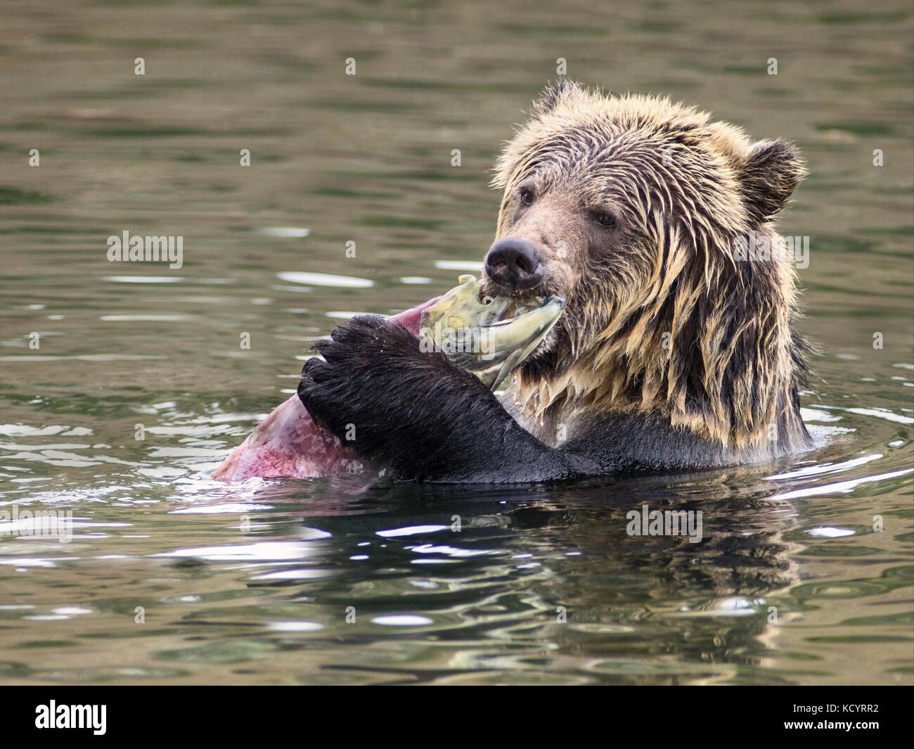 Grizzly Bear (Ursus arctos horribilis), Sub-Adult, in water of salmon stream feeding on Sockeye Salmon (oncorhynchus nerka), Central British Columbia, Canada Stock Photo