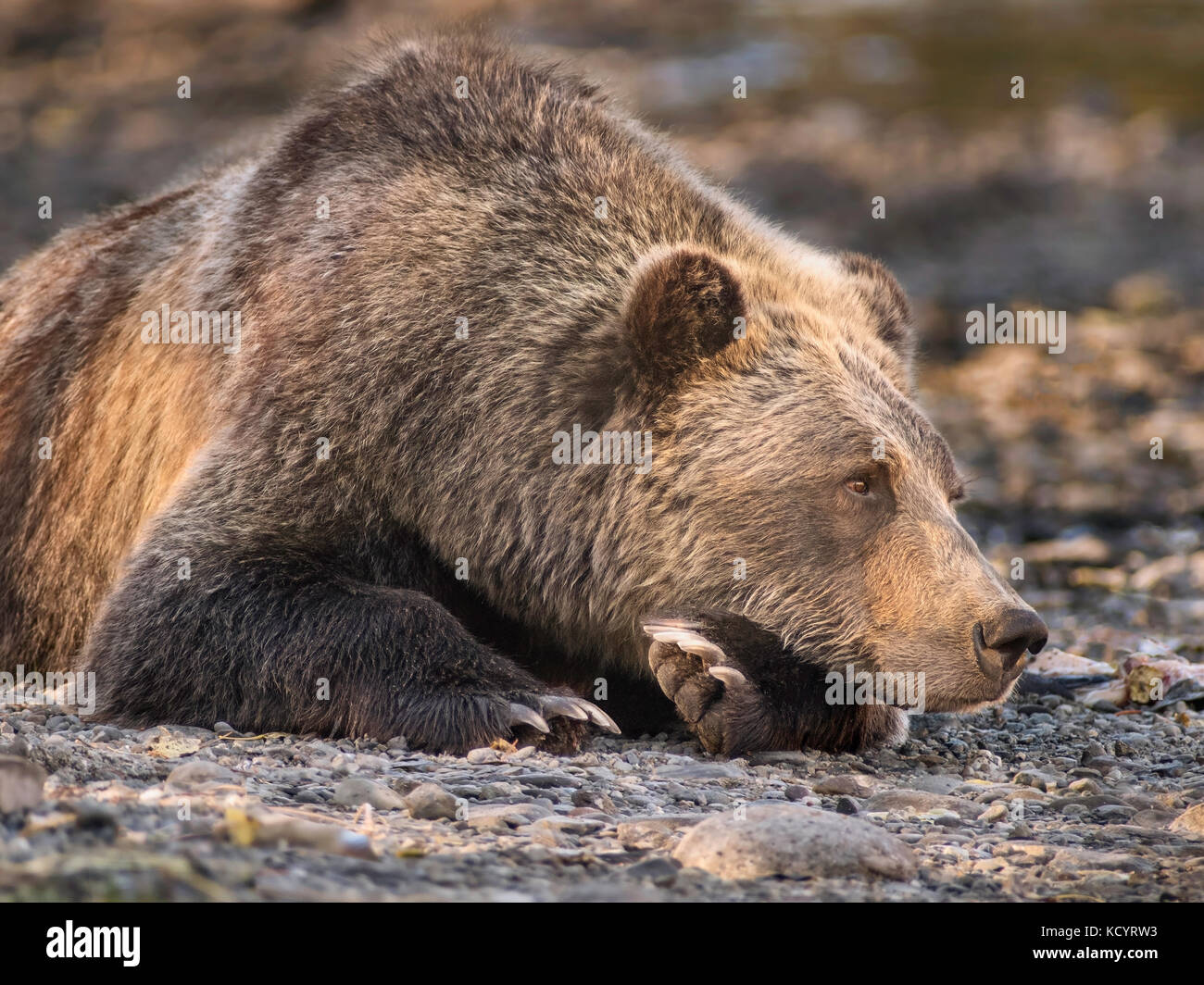 Grizzly Bear (Ursus arctos horribilis), Adult, Female, lying on gravel river bank of salmon stream, Central British Columbia, Canada Stock Photo