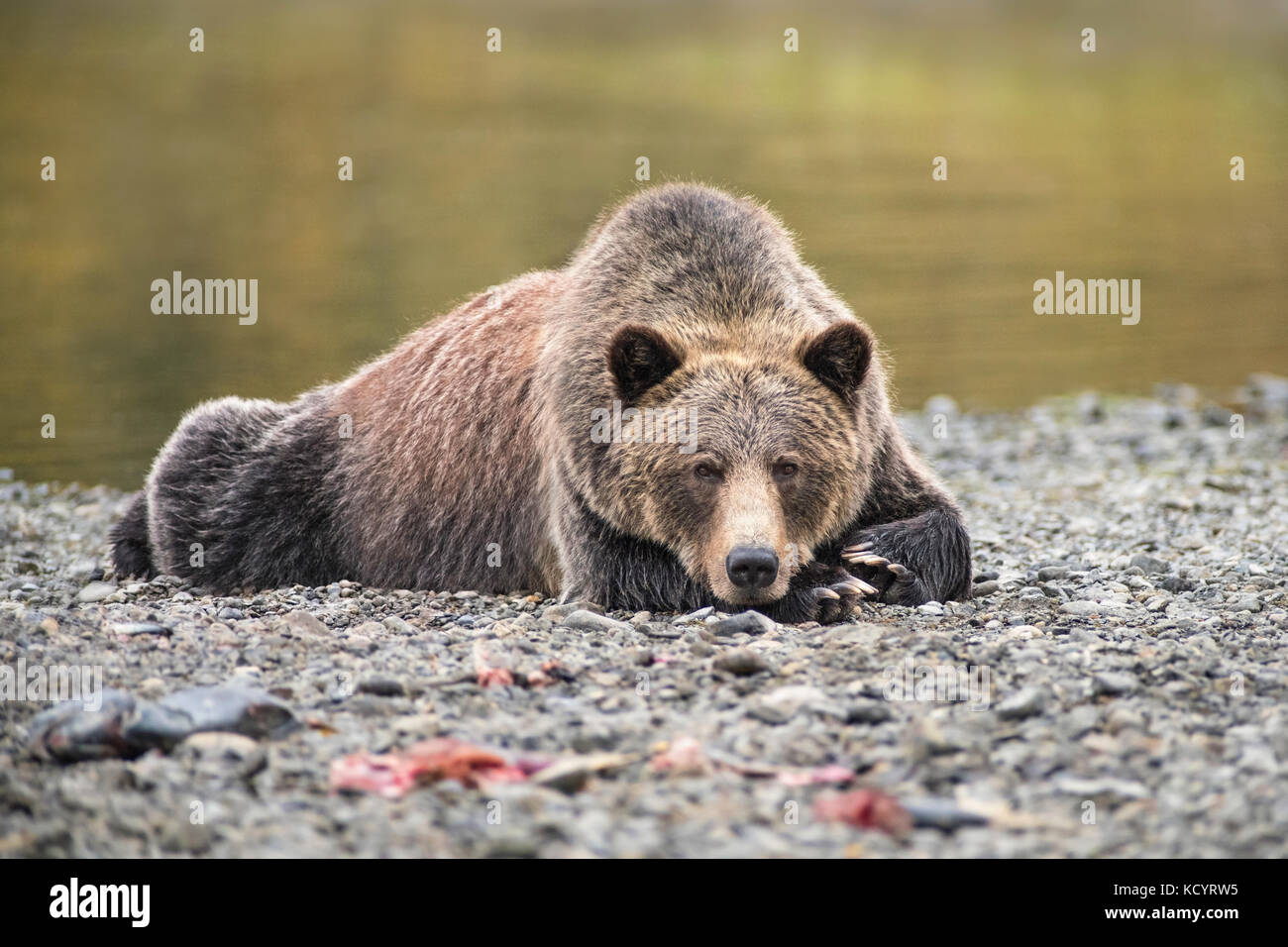 Grizzly Bear (Ursus arctos horribilis), Adult, Female, lying in the gravel river bank of a salmon stream, Central British Columbia, Canada Stock Photo