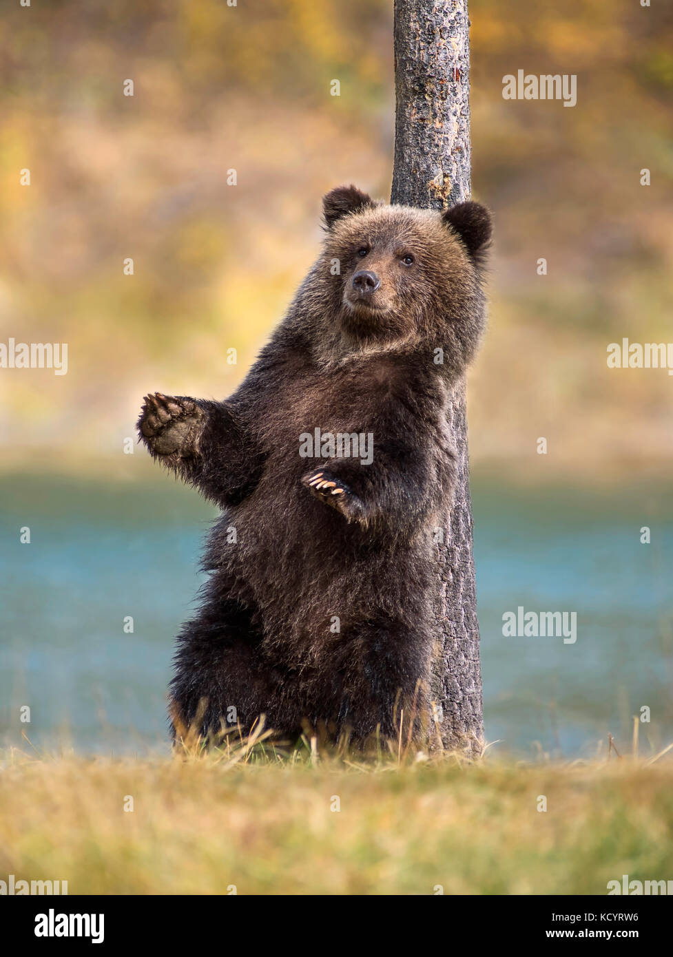 Grizzly Bear (Ursus arctos horribilis), COY (Cub-Of-the-Year), first year cub, standing and scratching its back, Fall, Autumn, Central British Columbia, Canada Stock Photo