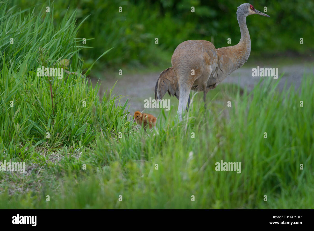 The omnivorous Sandhill Crane (Antigone canadensis ) feeds on land or in shallow marshes where plants grow out of the water, gleaning from the surface and probing with its bill British Columbia, Canada Stock Photo