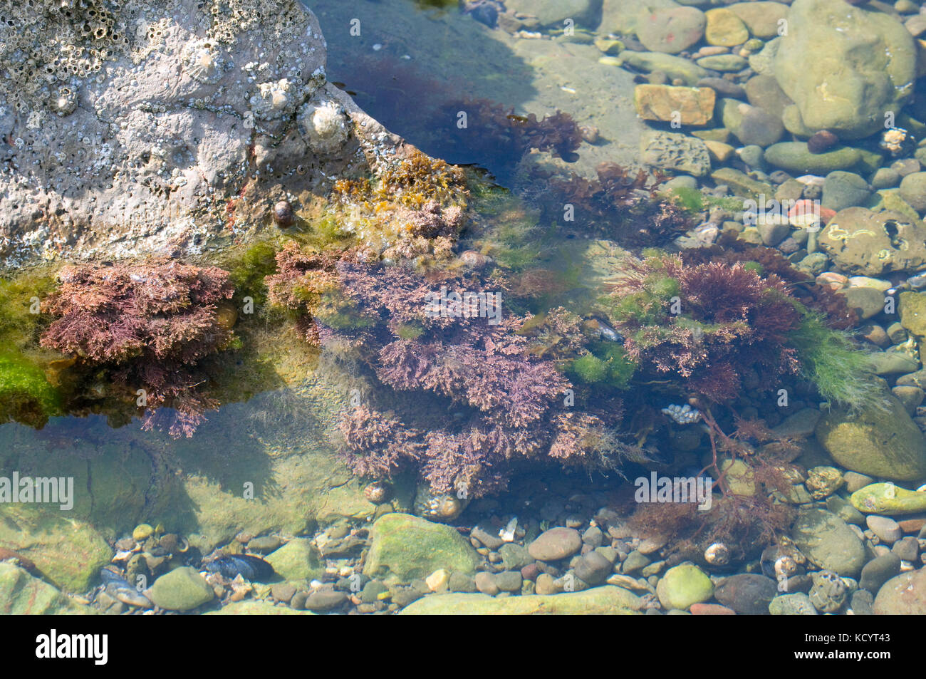 Purple sea weeds in rock pool on N. Devon coast Stock Photo