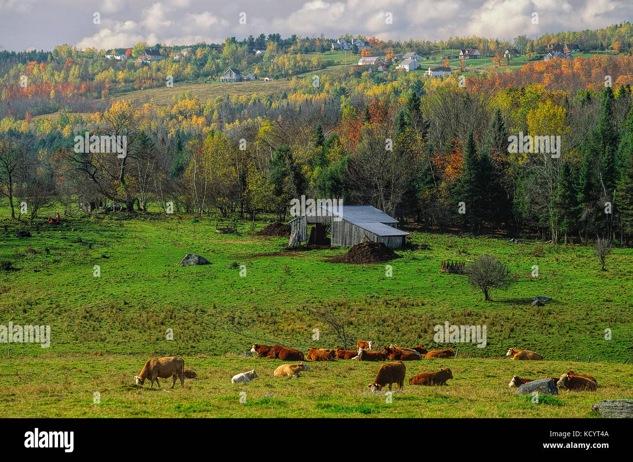 Cows in a field with countryside houses in the background, Eastern-Townships, Sherbrooke, Québec, Canada Stock Photo