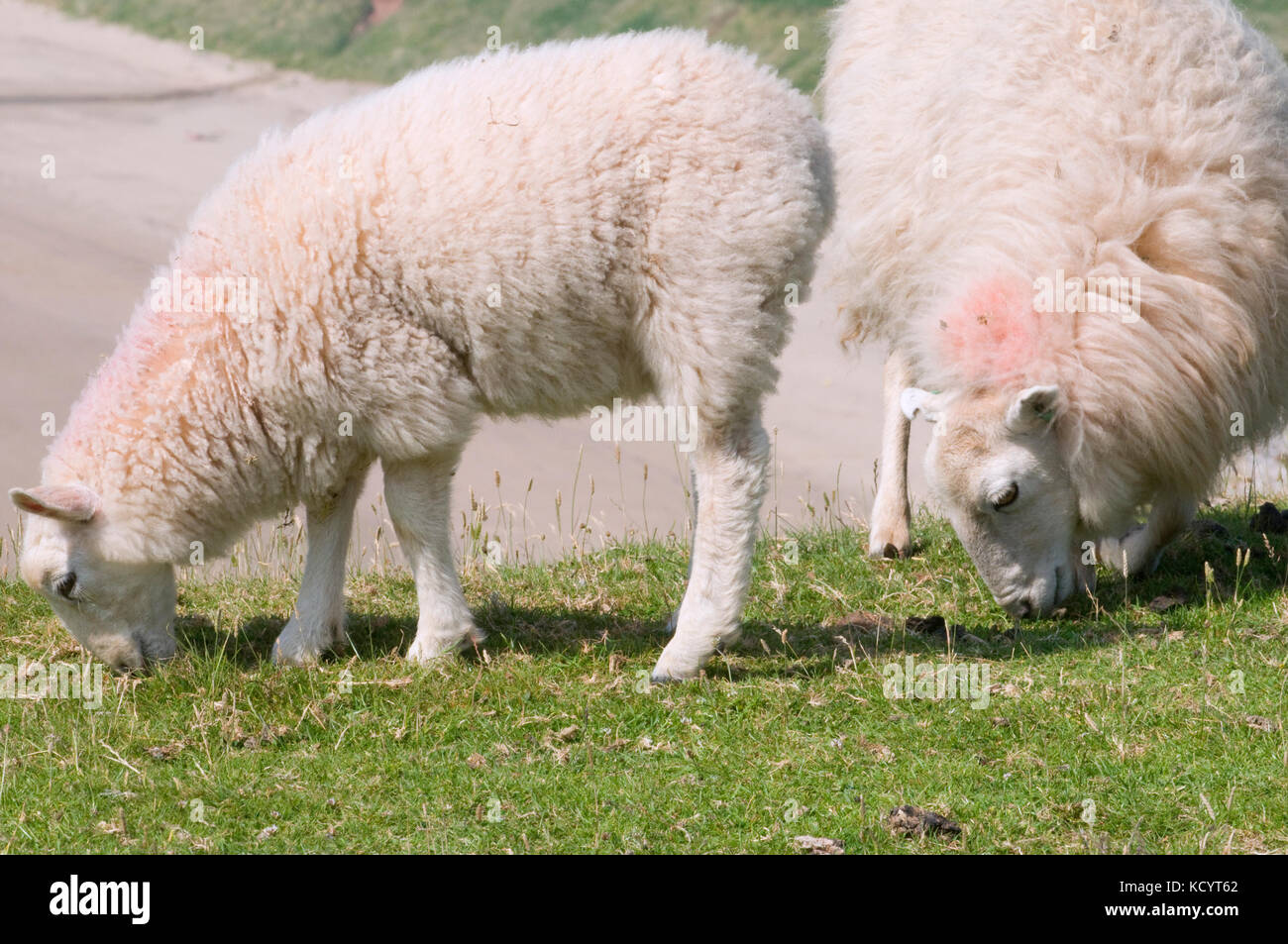 Yew sheep and lamb Stock Photo Alamy