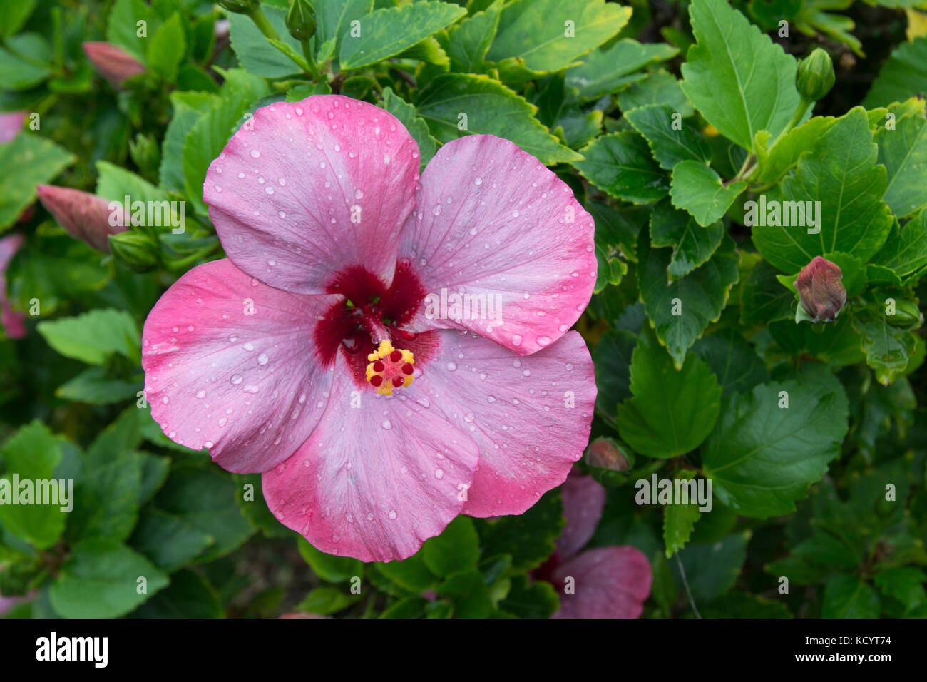 Hibiscus, Hana, Maui, Hawaiian Islands, USA Stock Photo Alamy