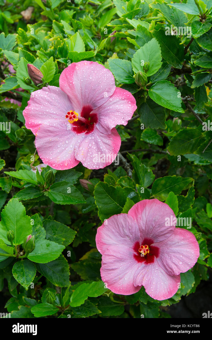 Hibiscus, Hana, Maui, Hawaiian Islands, USA Stock Photo Alamy